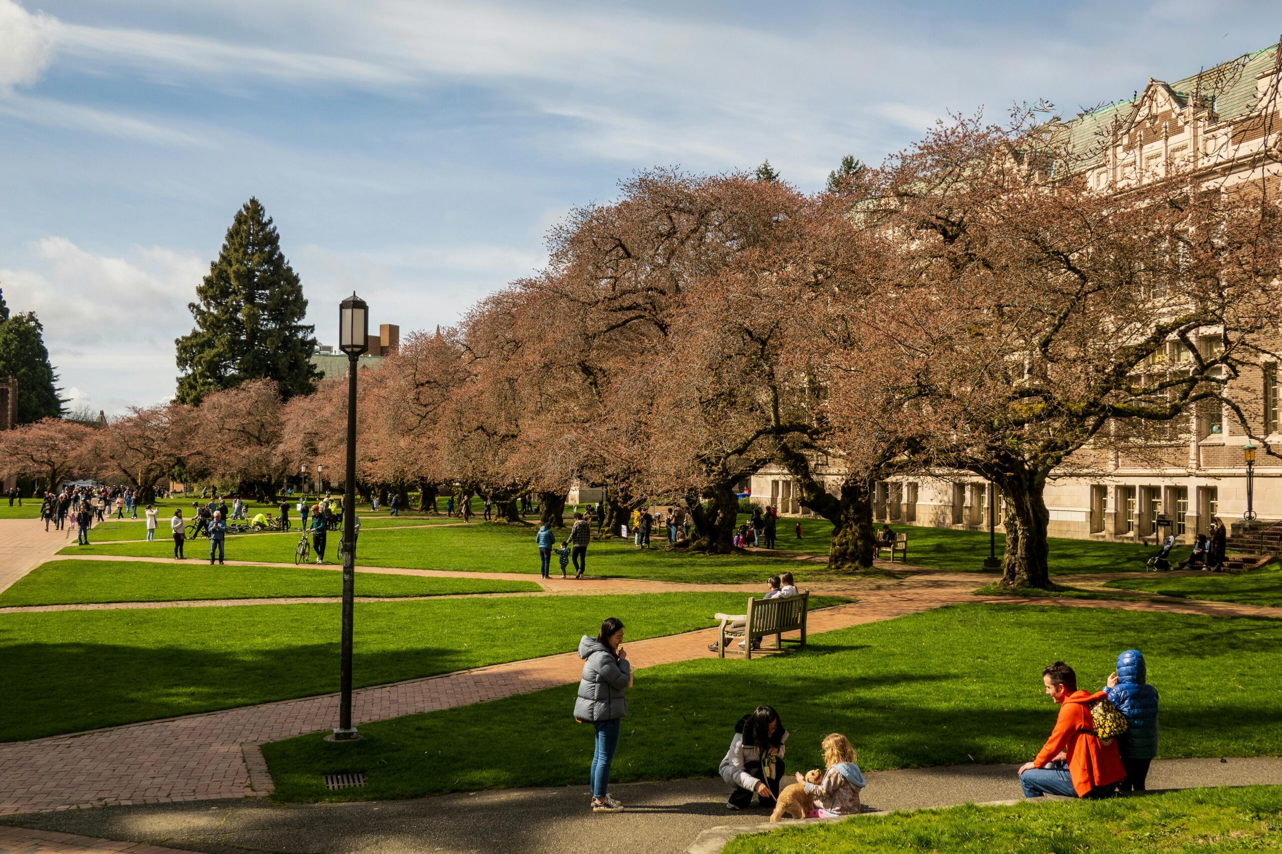 Cherry blossoms in full bloom at University of Washington